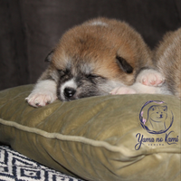 Cuccioli di Akita inu