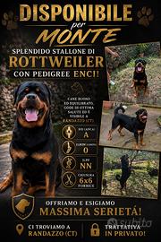 Rottweiler per monta