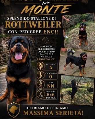 Rottweiler per monta