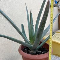 Pianta di Aloe Vera Barbadensis 30-40cm senza vaso