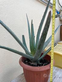 Pianta di Aloe Vera Barbadensis 30-40cm senza vaso