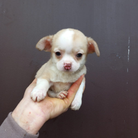 Chihuahua maschietti
