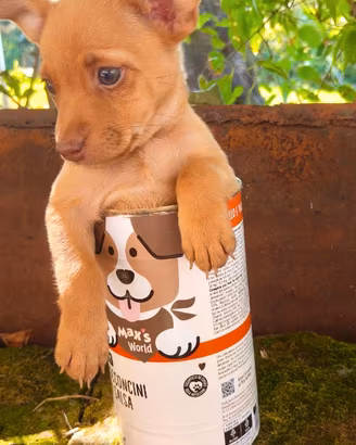 Cucciola di cane di piccola taglia meticcia