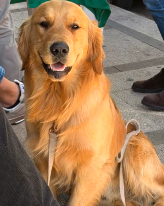 Monta di Golden retriever