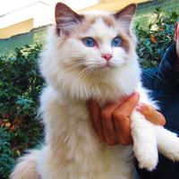 Splendida Ragdoll con pedigree