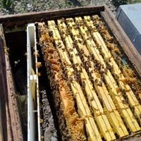 Api nuclei arnie melai apicoltura