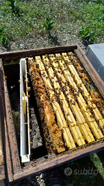 Api nuclei arnie melai apicoltura