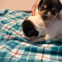 Vendita jack russel