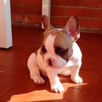 Bulldog francesi