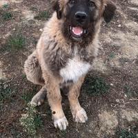 Cucciolo di pastore del caucaso