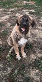 Cucciolo di pastore del caucaso