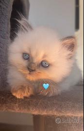 Gattino Ragdoll