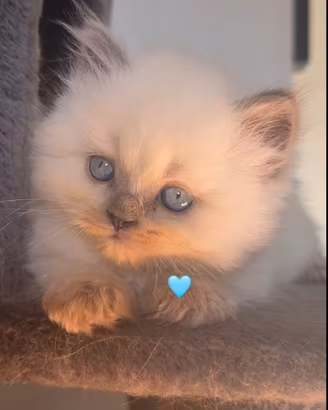 Gattino Ragdoll