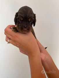 Cocker spaniel inglese