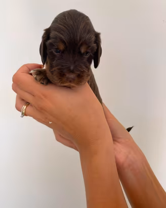 Cocker spaniel inglese