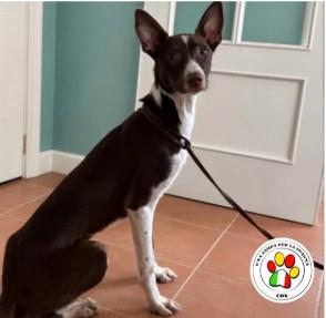 Maschio podenco