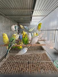 Pappagalli cocorite in molte mutazioni