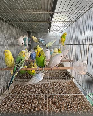 Pappagalli cocorite in molte mutazioni