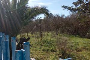 Terreno agricolo irriguo