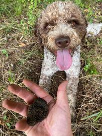 Lagotto maschio per monta