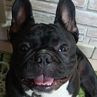 Bulldog Francese