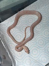 Serpente del grano guttata palemetto