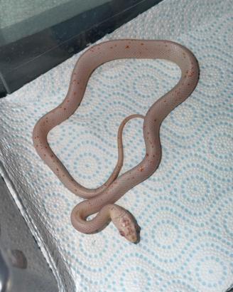Serpente del grano guttata palemetto
