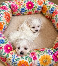 Cuccioli di Maltesi taglia molto piccola