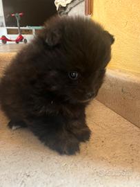 Volpini di Pomerania