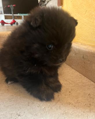 Volpini di Pomerania