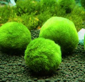 cladophora marimo palla muschio