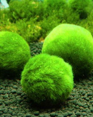 cladophora marimo palla muschio
