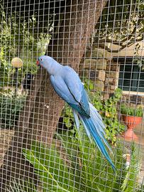 Parrocchetti dal collare varie mutazioni