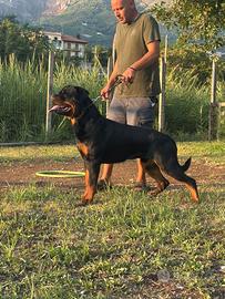 Rottwailer per monta