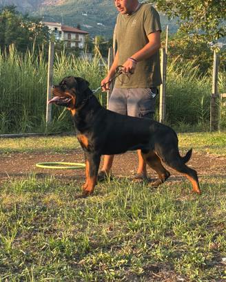 Rottwailer per monta