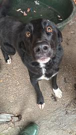 Cane incrocio Border Collie