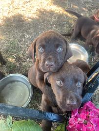 Labrador marroni con pedigree