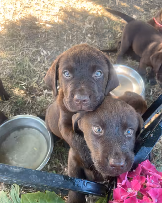 Labrador marroni con pedigree