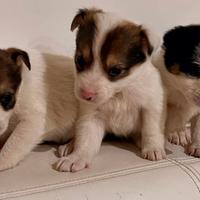 Chihuahua pincher cuccioli toy