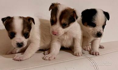 Chihuahua pincher cuccioli toy