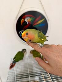Pappagallo Inseparabile allevato a mano