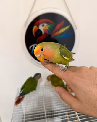 Pappagallo Inseparabile allevato a mano