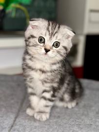 Gattini Scottish&British