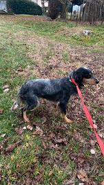 Setter inglese tricolore