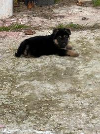 Cuccioli di pastore tedesco