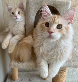 Maine Coon Allevamento con affisso Code D'ar