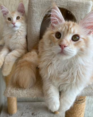 Maine Coon Allevamento con affisso Code D'ar