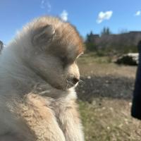 Cuccioli di Alaskan Malamute