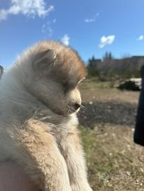 Cuccioli di Alaskan Malamute