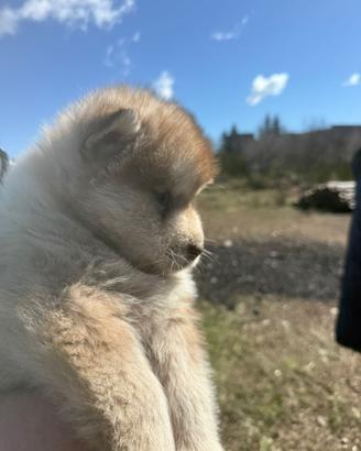 Cuccioli di Alaskan Malamute